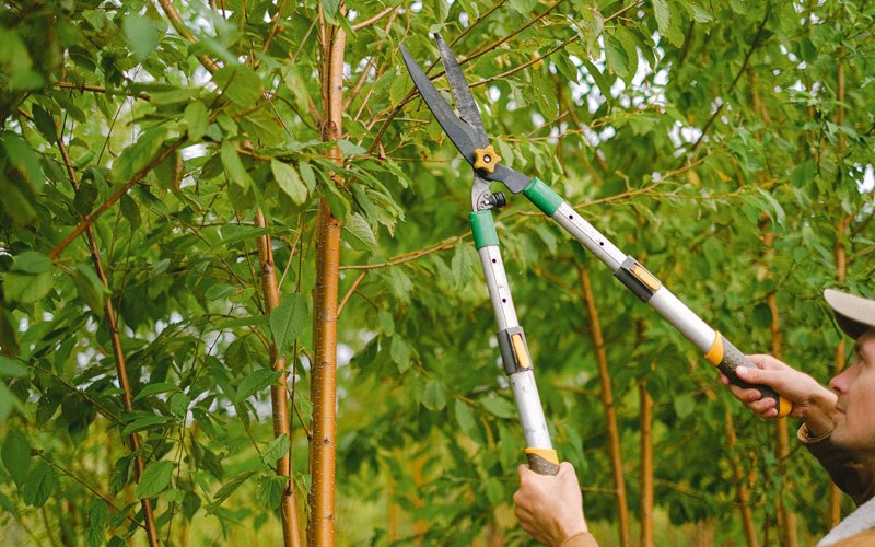 Tree trimming in Gibbon, NE